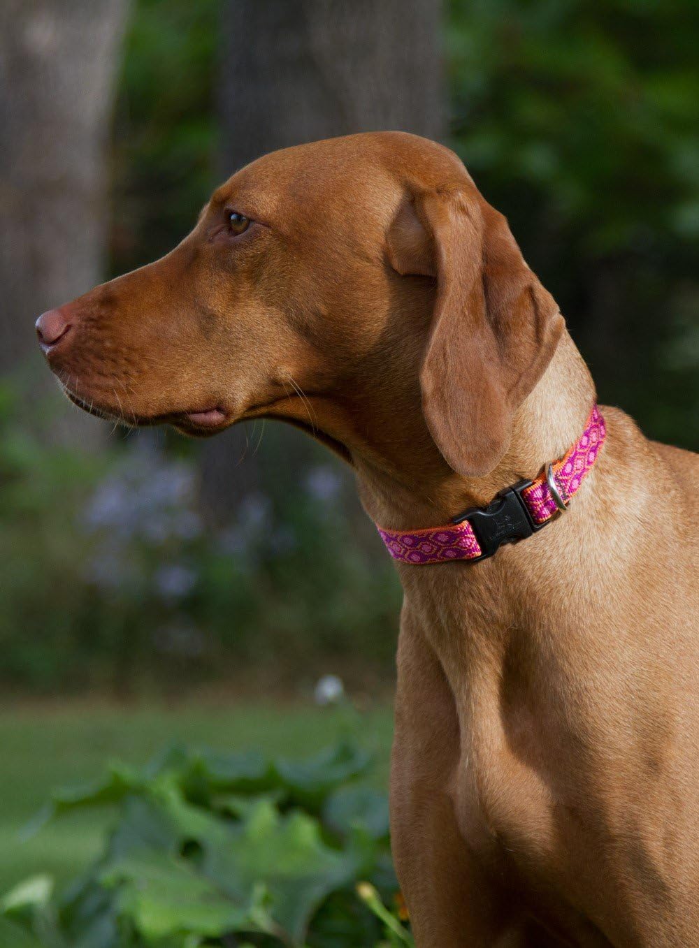 Alpen Glow Adjustable Collar for Large Dogs - 1" Width, 16-28" Size Range