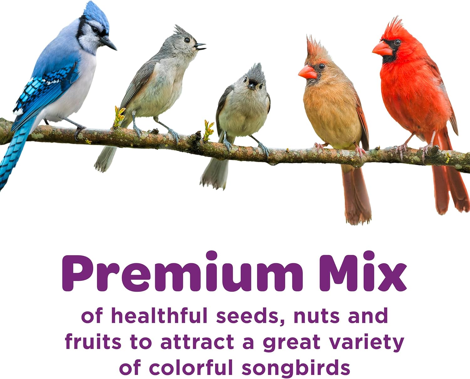 Nut & Fruit Wild Bird Seed Mix, 5 Lb